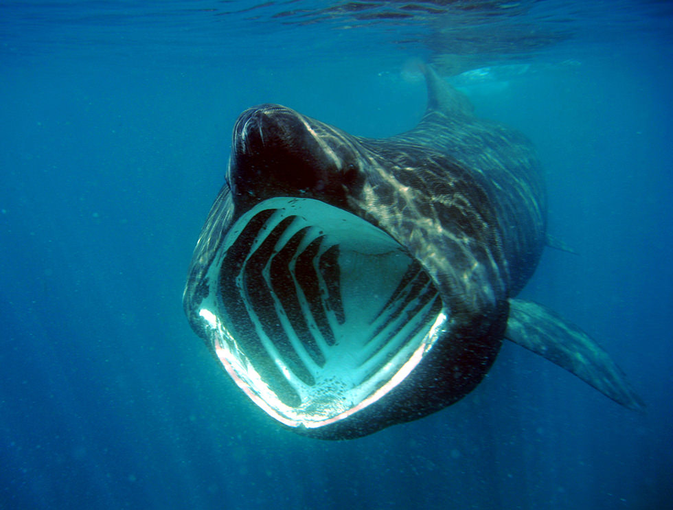 A Basking Shark