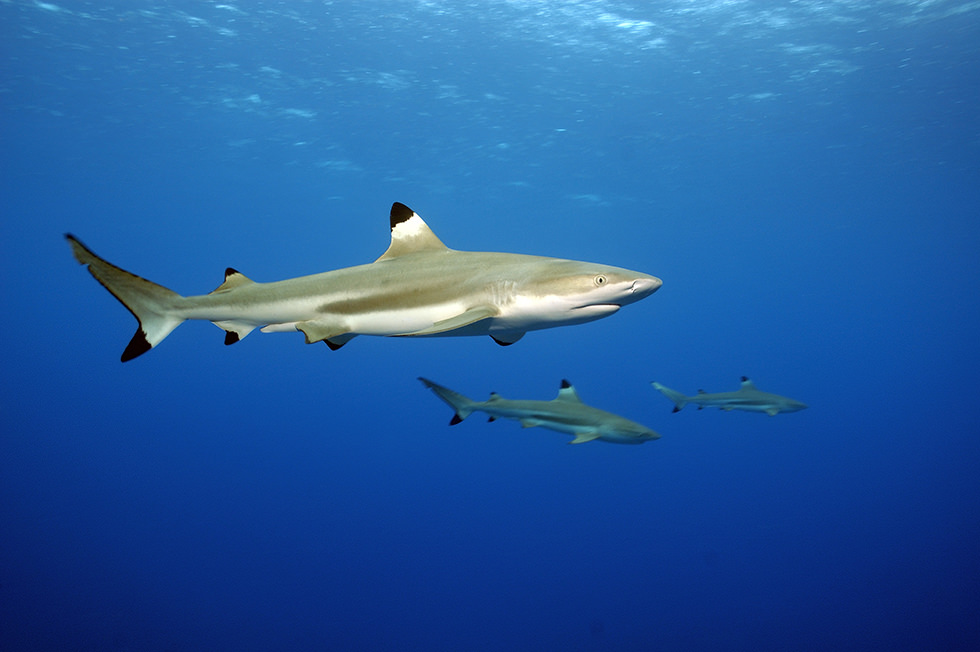 Blacktip Reef Sharks