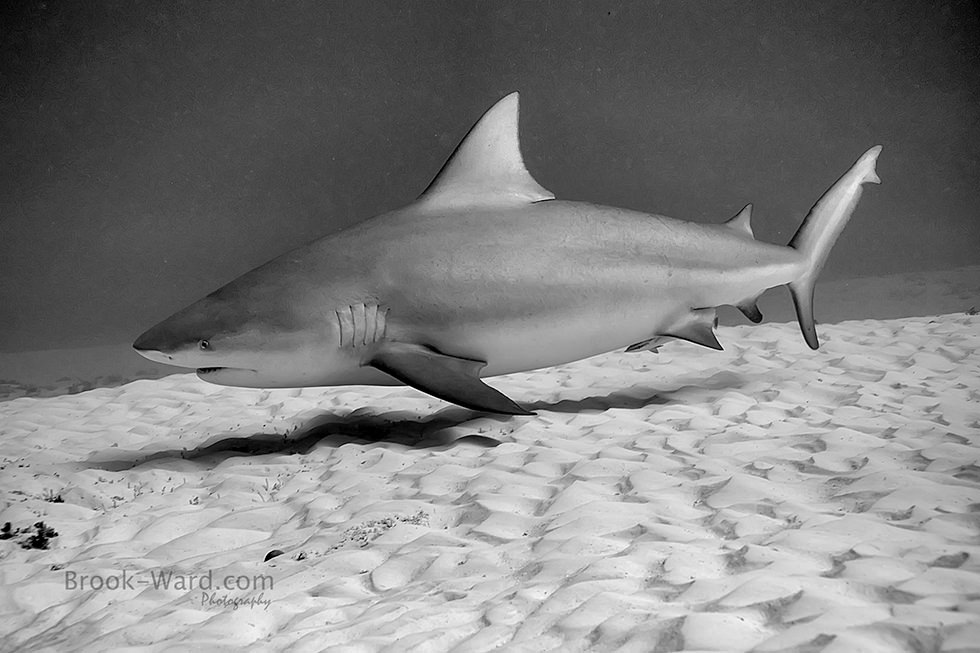 A black and white picture of a Bull Shark. Photo credit: Brook Ward