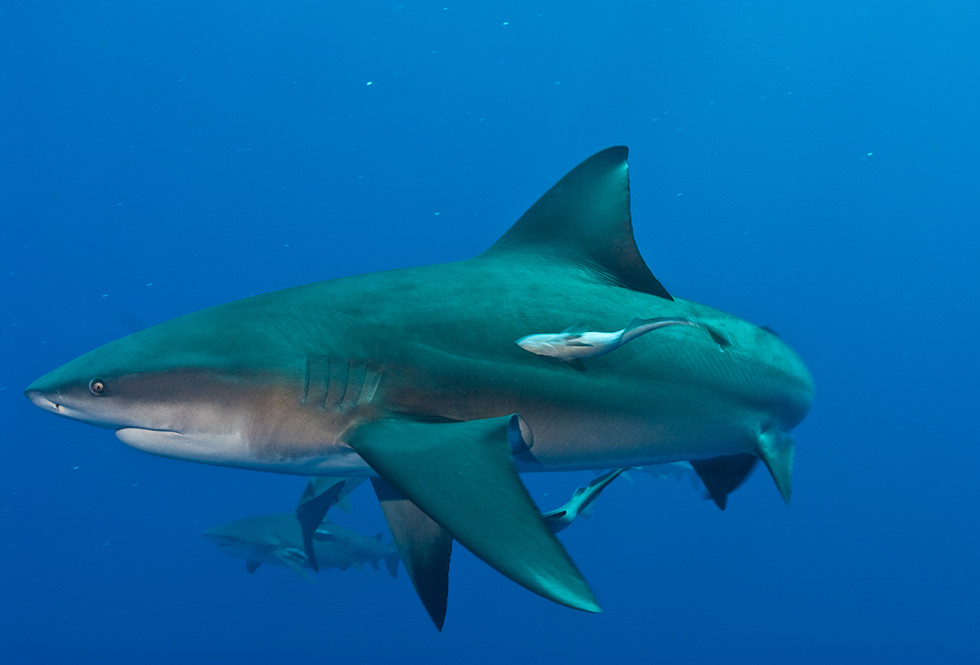 Close up of a Bull Shark