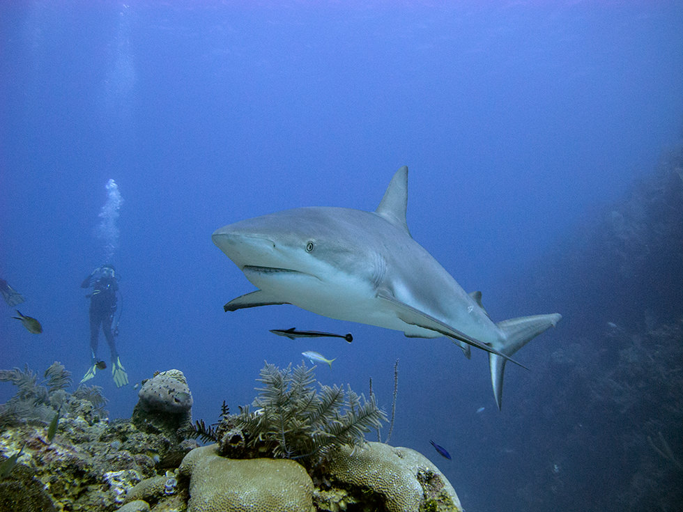 A Caribbean Reef Shark in Cuba. Photo credit: Sandro Lonardi