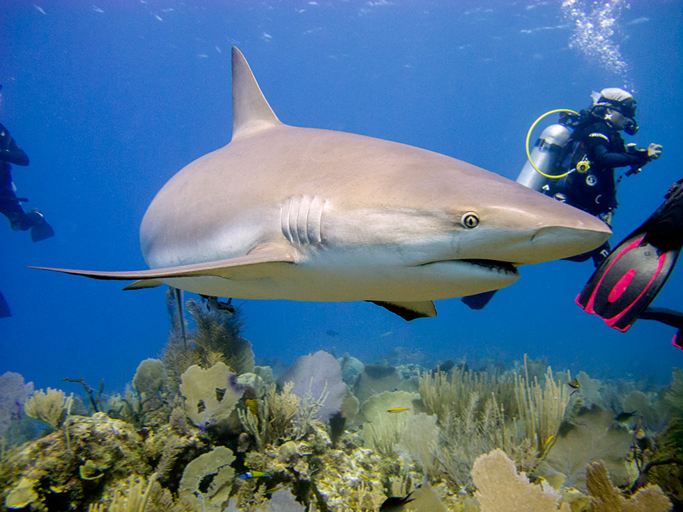 A Caribbean Reef Shark in the Jardines de la Reina, Cuba. Photo credit: Sandro Lonardi