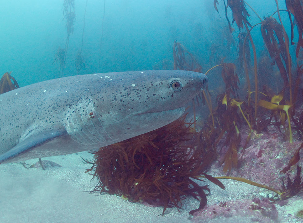 A Cow Shark in the kelp forests of South Africa. Photo credit: Sandro Lonardi
