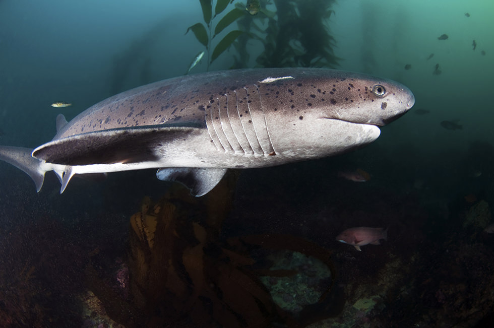 A Cow Shark swimming in a kelp forest