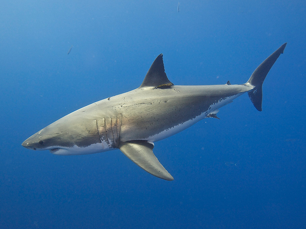 A Great White Shark in Mexico. Photo Credit: Elias Levy