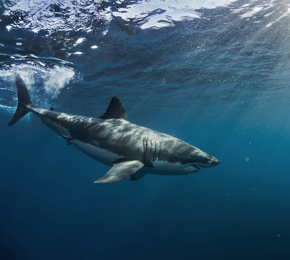 A Great White Shark in South Africa
