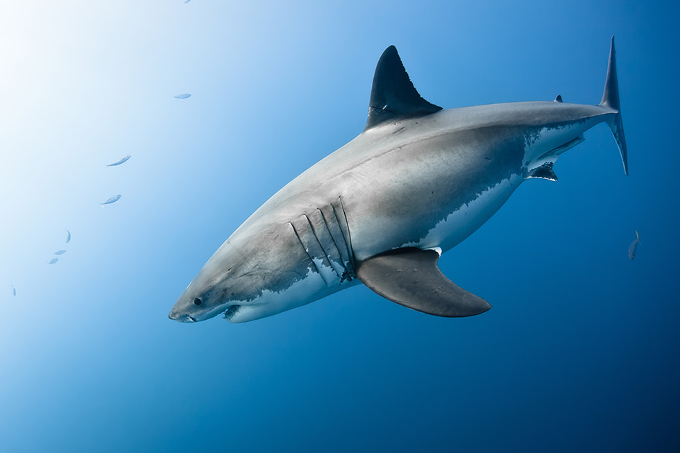 A Great White Shark