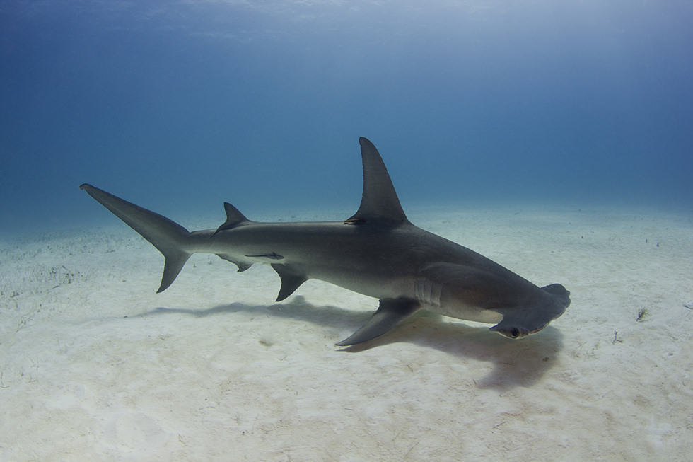 A Hammerhead Shark swimming in the Bahamas