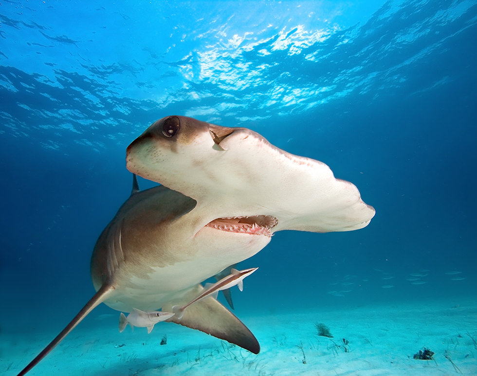Close up of a Hammerhead Shark