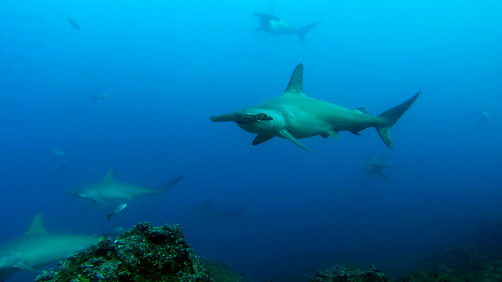 Hammerhead Sharks around Darwin Island, Galápagos Islands. Photo credit: Sandro Lonardi