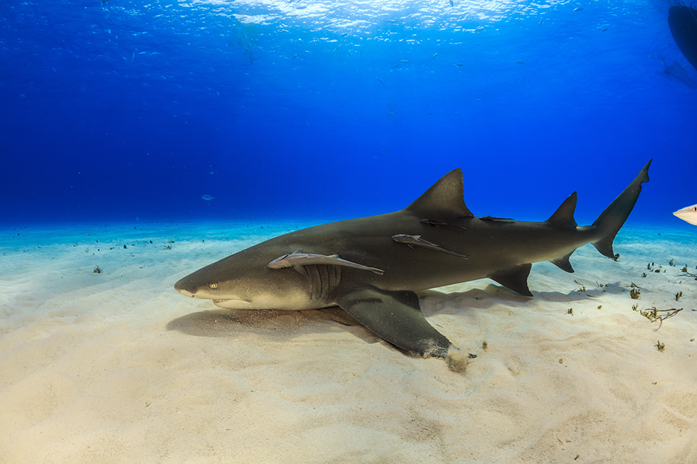 A Lemon Shark