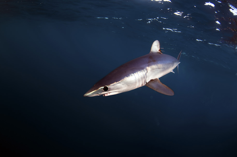 A Mako Shark