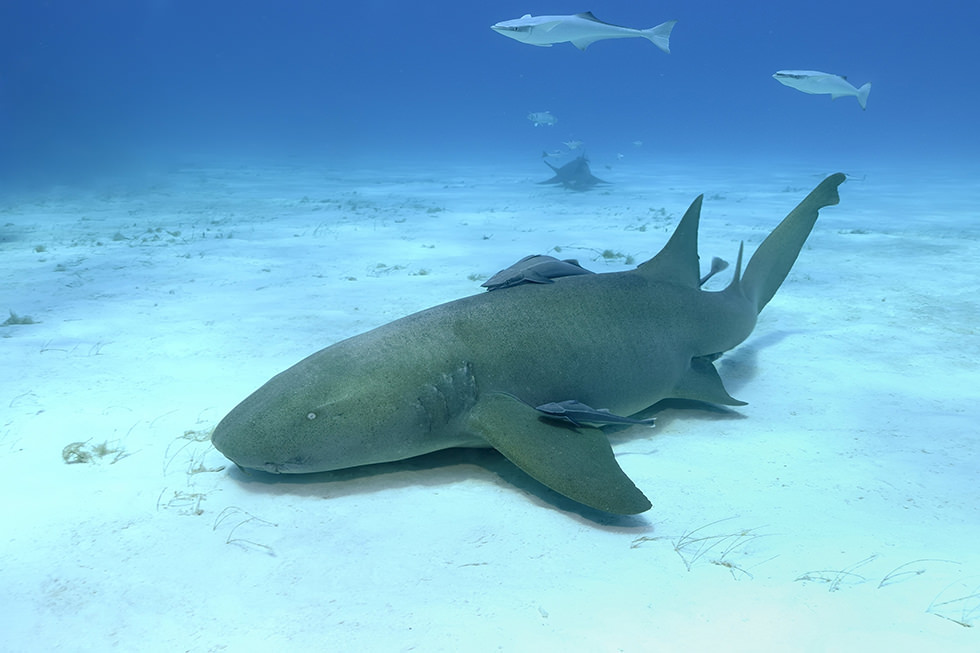 A Nurse Shark resting on a sandy bottom