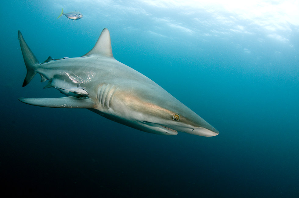 An oceanic blacktip shark