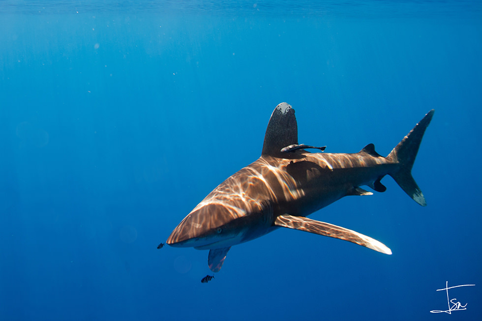 An Oceanic Whitetip Shark or Longimanus. Photo credit: Isaias Cruz