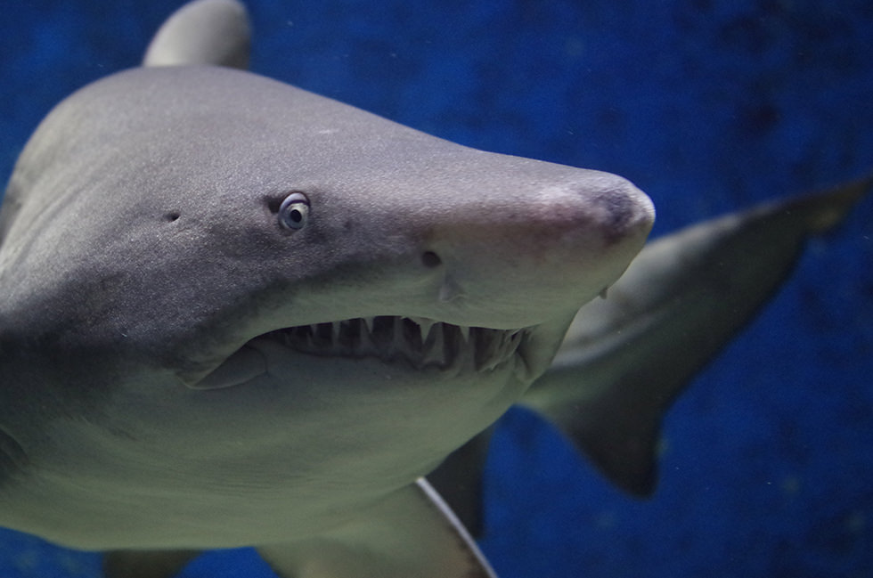 Close up photo of a sand tiger shark