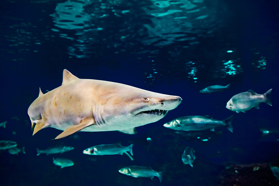 A sand Tiger Shark or Ragged-tooth shark