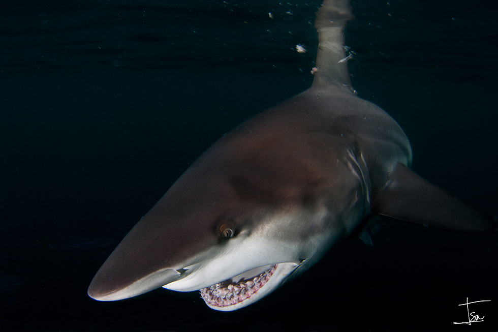 A shark attack. Photo credit: Isaias Cruz