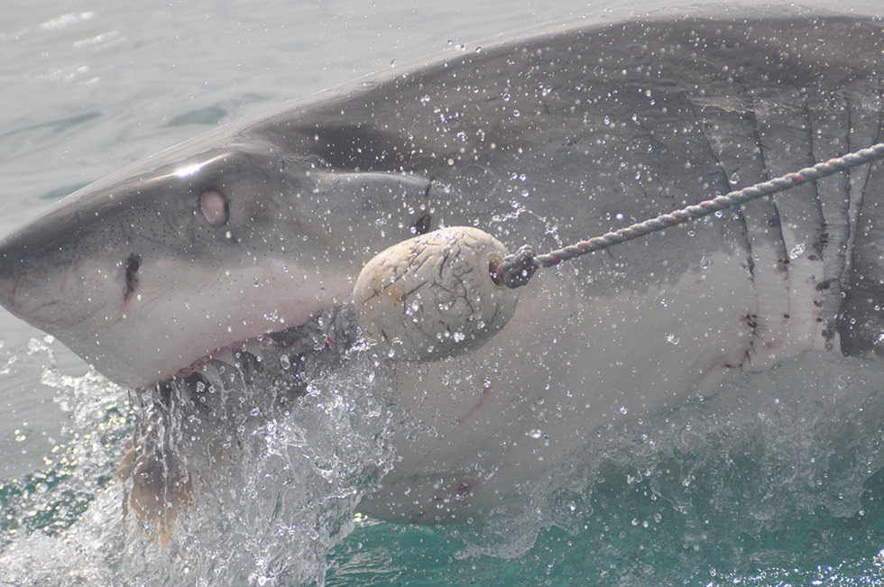 Shark feeding (Great White Shark)