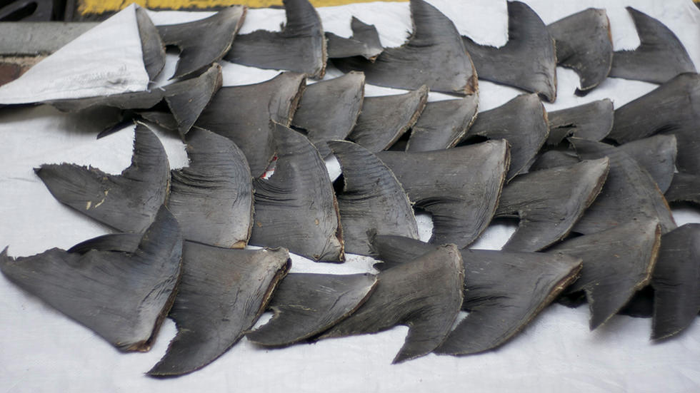 Shark fins. Photo credit: Nicholas Wang