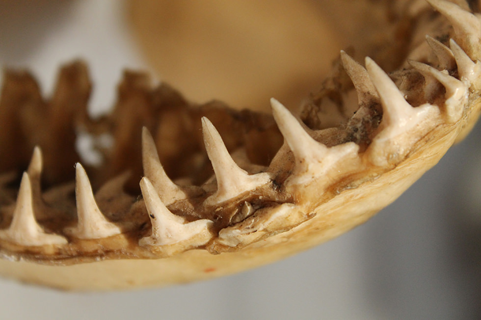 A close up on shark teeth