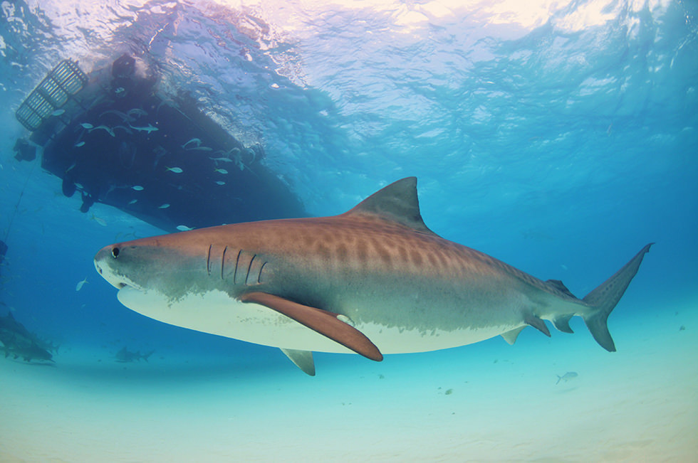 A Tiger Shark in Bahamas. Photo credit: Albert Kok