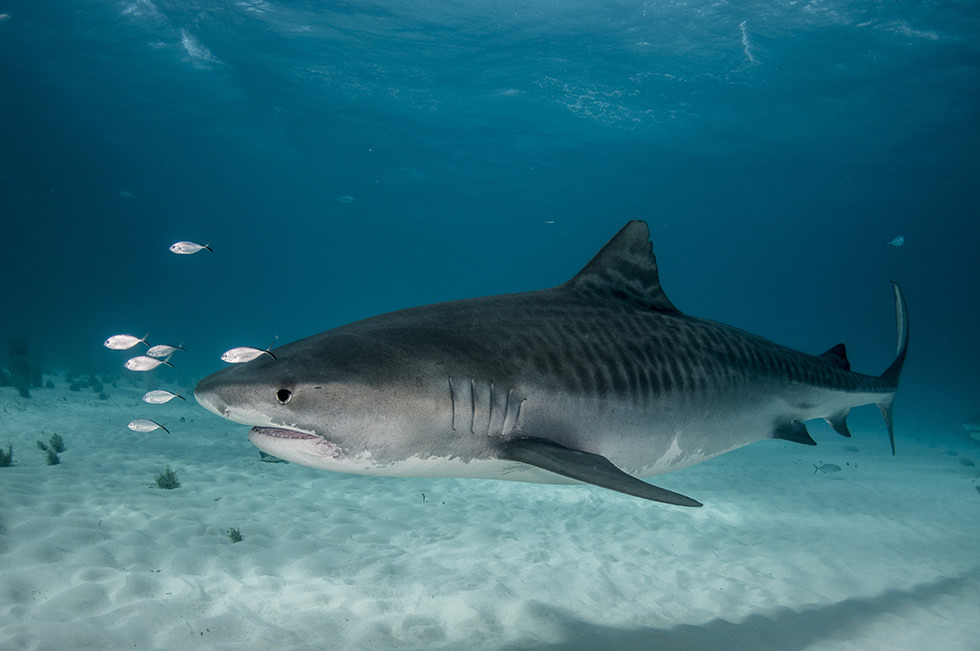 A Tiger Shark