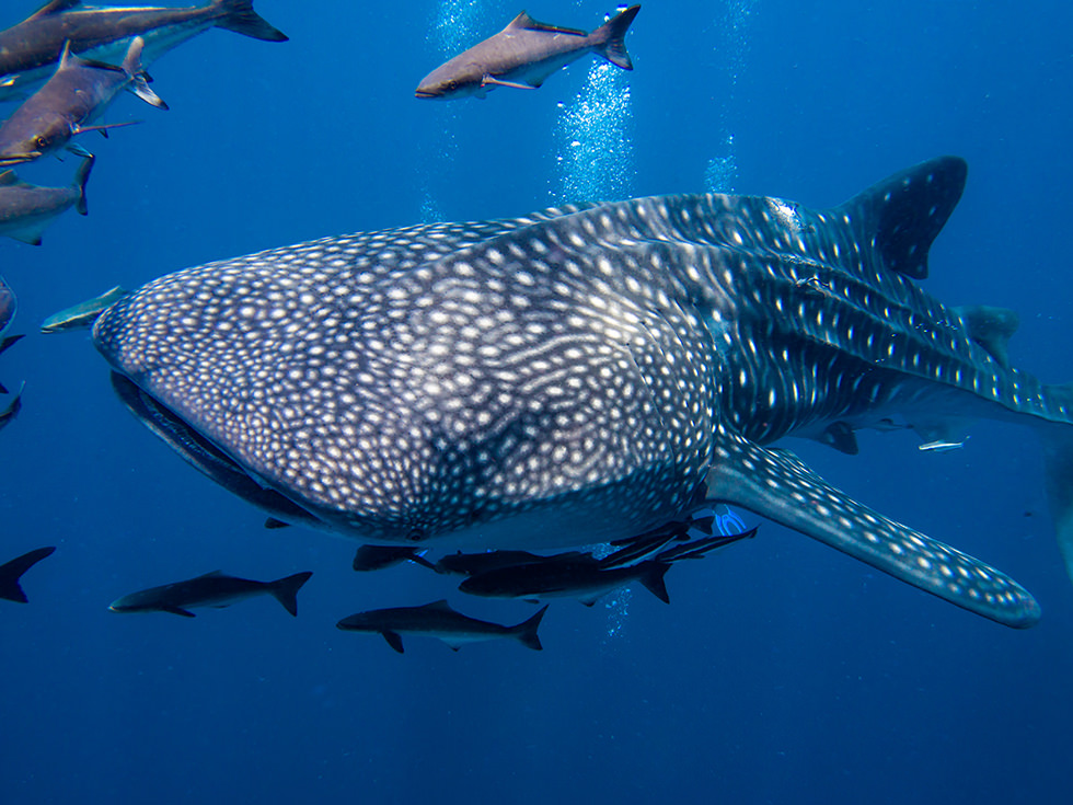 Close up of a Whale Shark