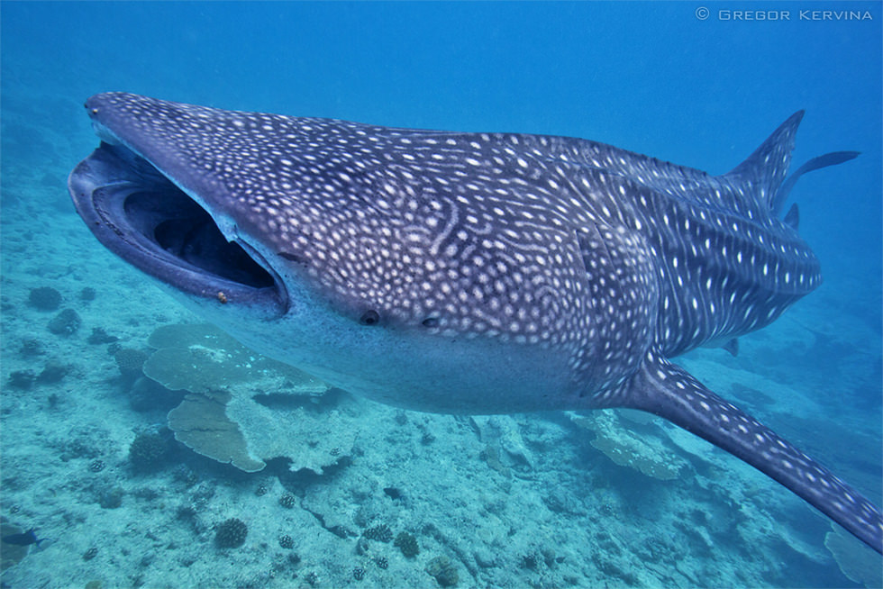 Font view of a Whale Shark in Maldives. Photo credit: Gregor Kervina