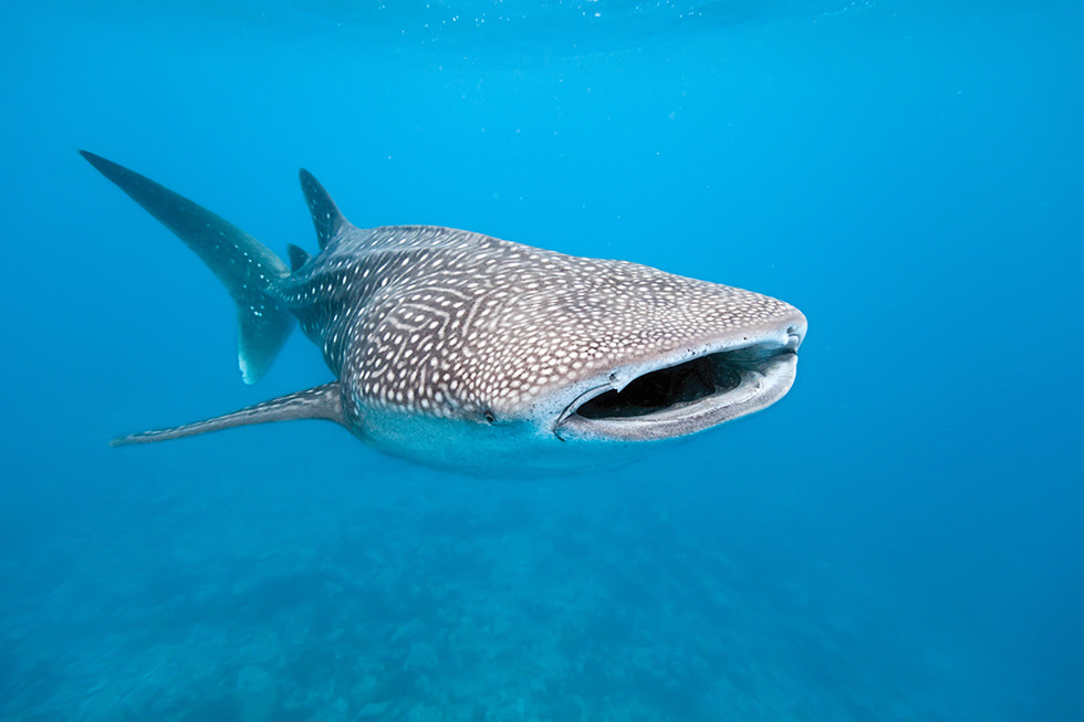 A whale shark