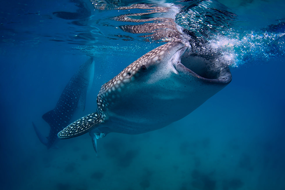 Two Whale Sharks feeding in the surface