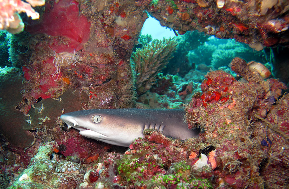 A Whitetip Reef Shark resting on the reef. Photo credit: Sandro Lonardi