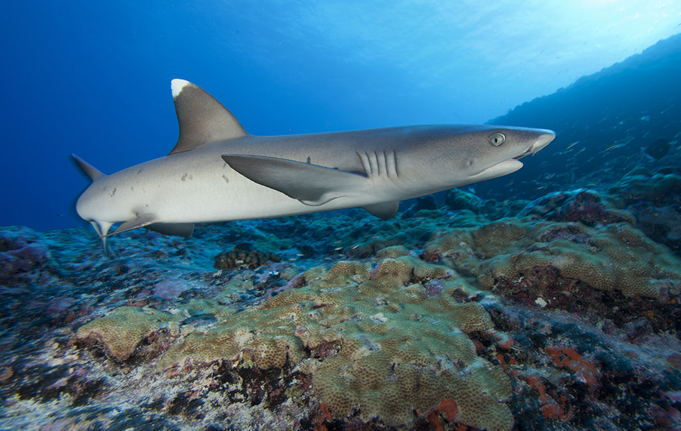 A Whitetip Reef Shark