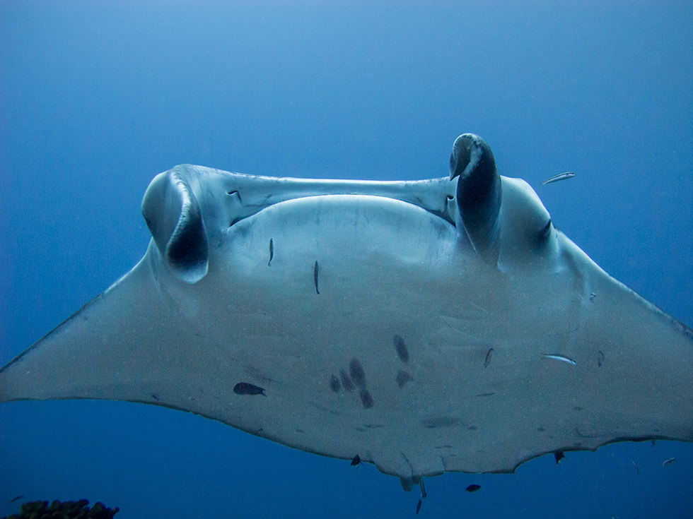 Top 10 Best Places to Dive with Manta Rays | Diviac Magazine