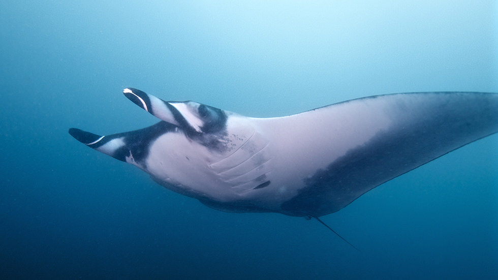 biggest giant oceanic manta ray