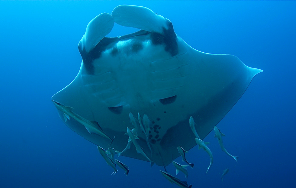 giant oceanic manta ray age