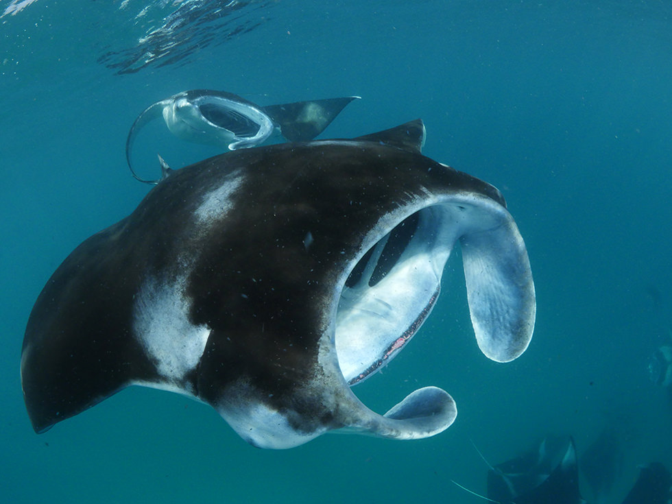 Mantas feeding near the surface. Photo credit: Niv Froman