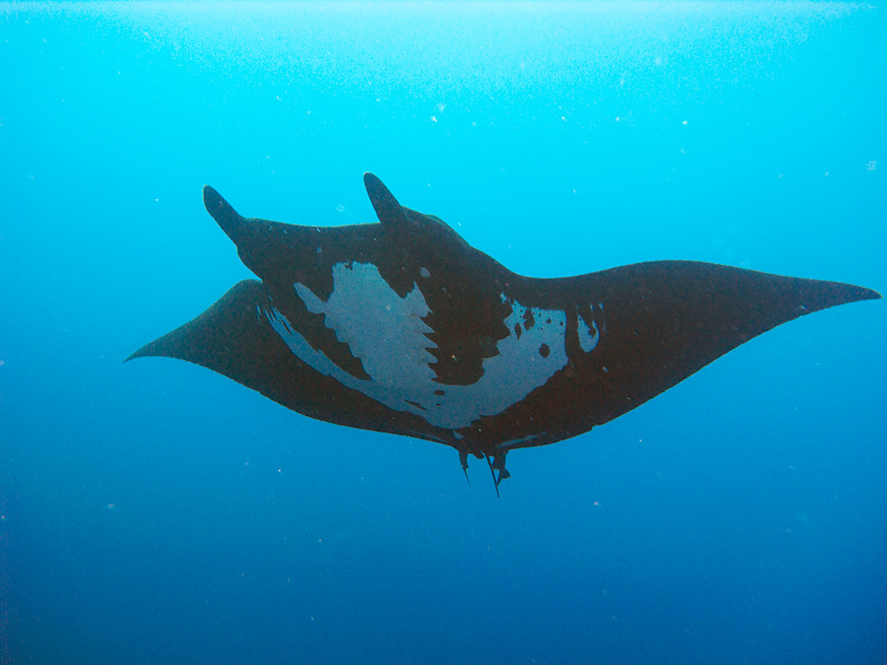 A manta ray presenting the “Black Morph”. Photo credit: Tam Warner Minton