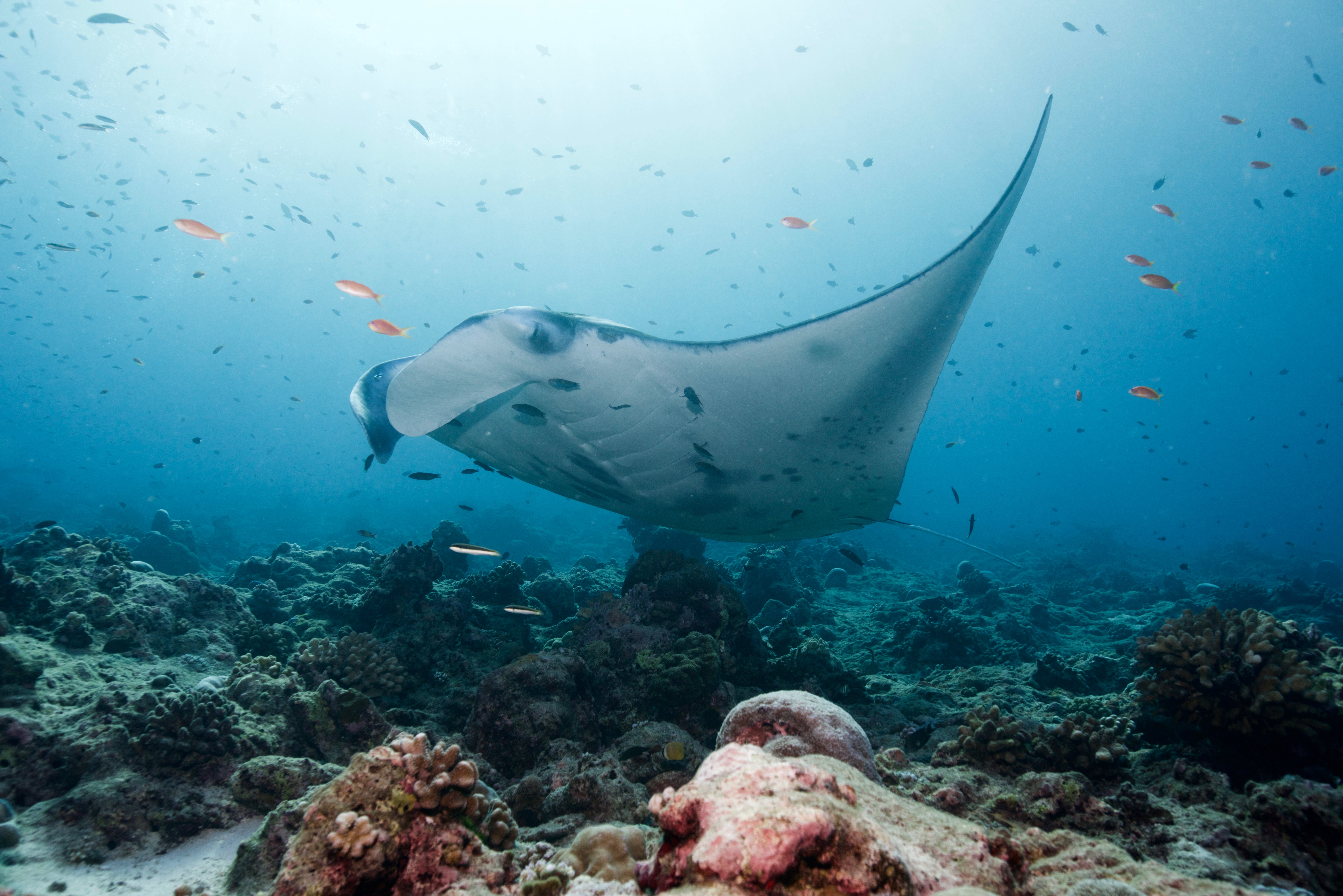 A manta ray in a cleaning station. Photo credit: Jürgen Gangoly
