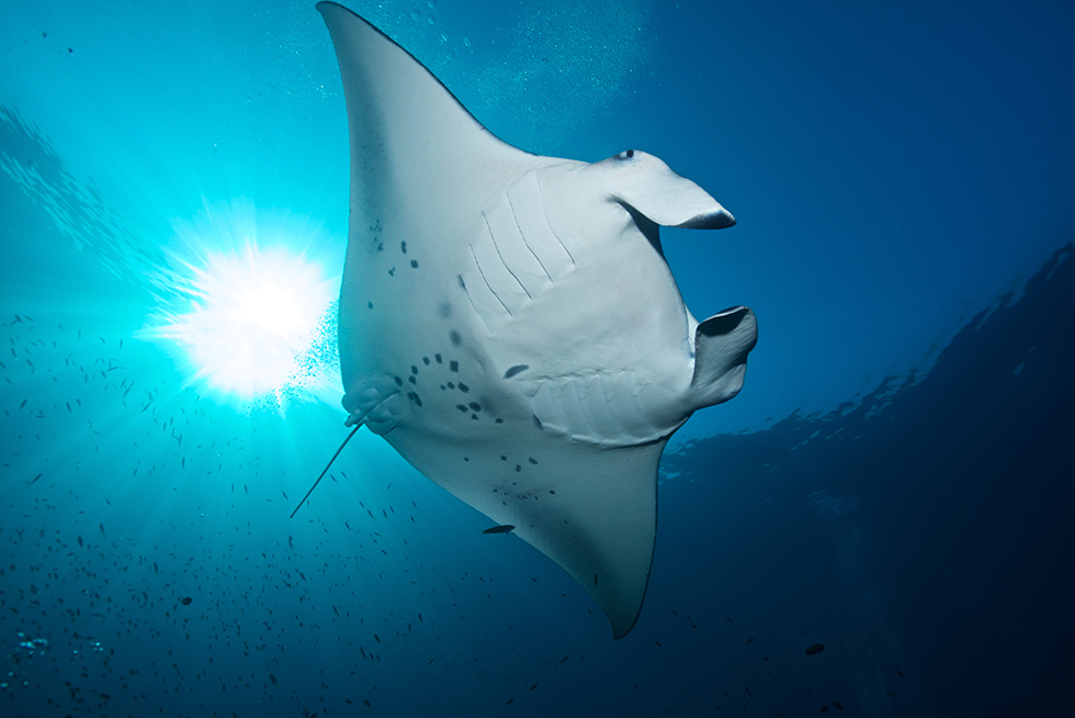 A manta ray. Photo credit: Jürgen Gangoly