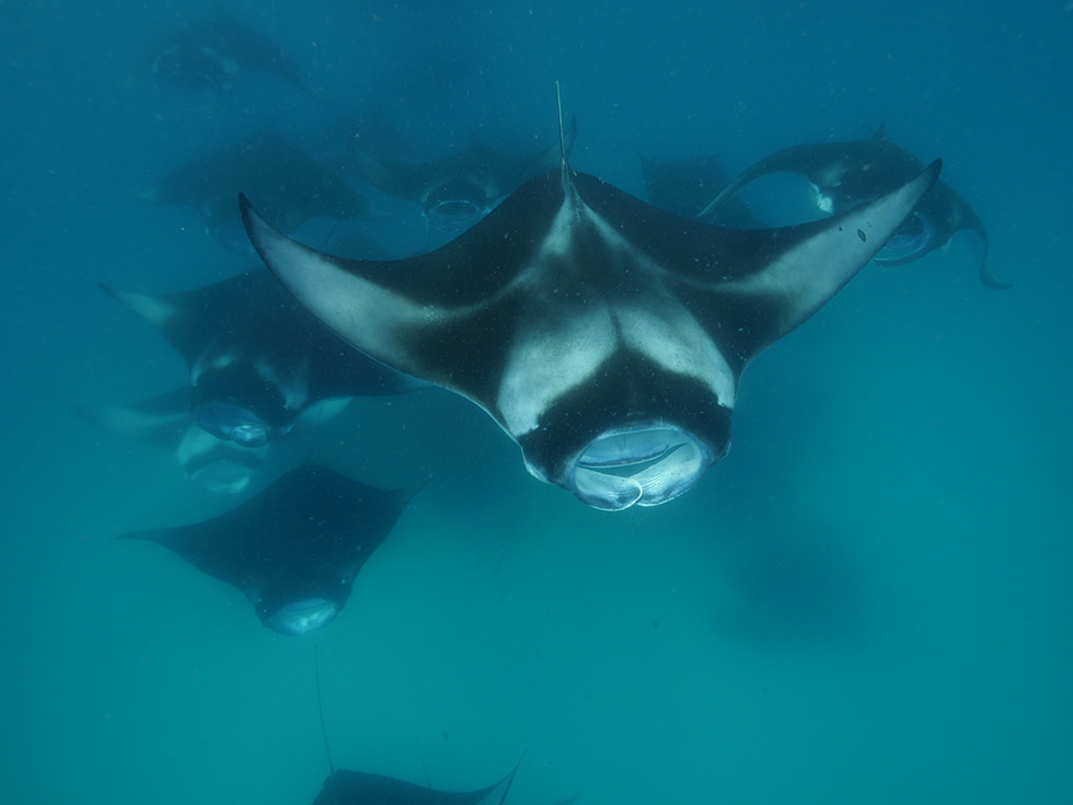 Manta rays feeding credit: Niv Froman