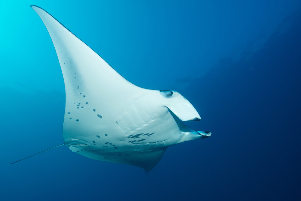 A Resident Reef Manta Ray. Photo credit: Jürgen Gangoly