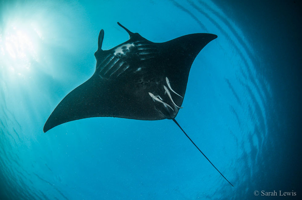 Scuba diving with manta rays. Photo credit: Sarah Lewis