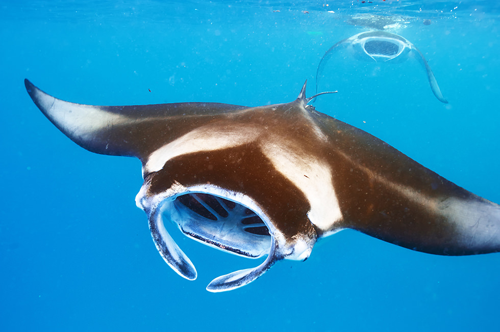 swimming with manta rays