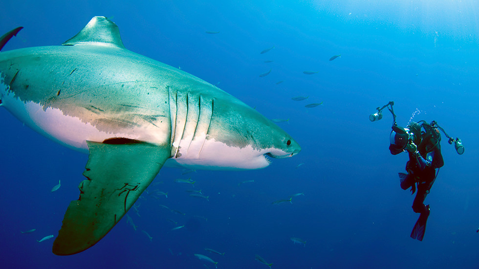 Amos photographing a great white shark - extreme scuba diving