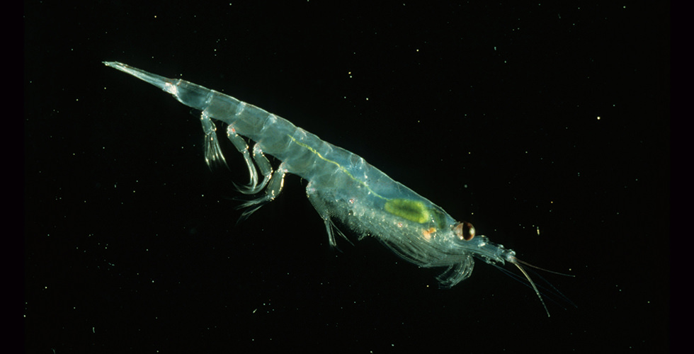 Plankton (Antarctic krill). Photo Credit: NOAA NMFS SWFSC Antarctic Marine Living Resources (AMLR) Program