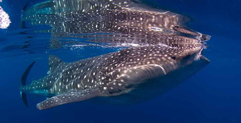 Diving With Whale Sharks Everything You Should Know Diviac