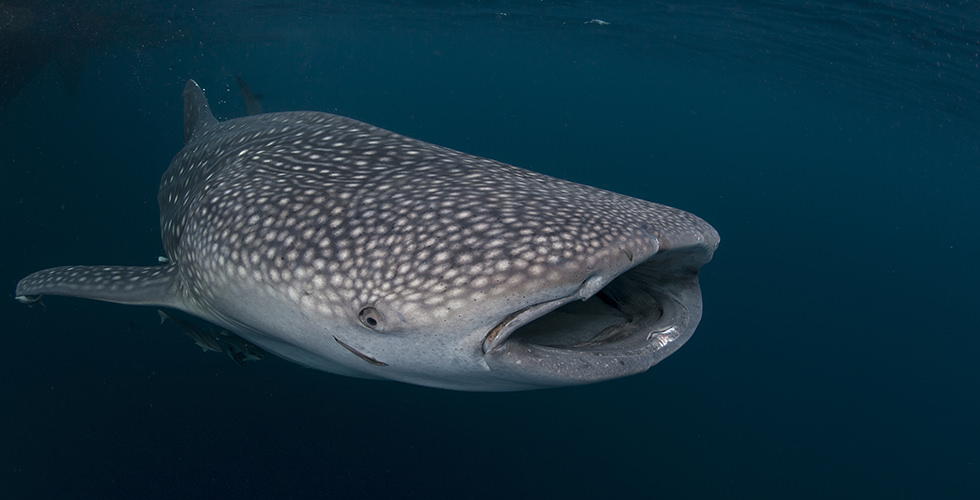 Night diving with whale sharks
