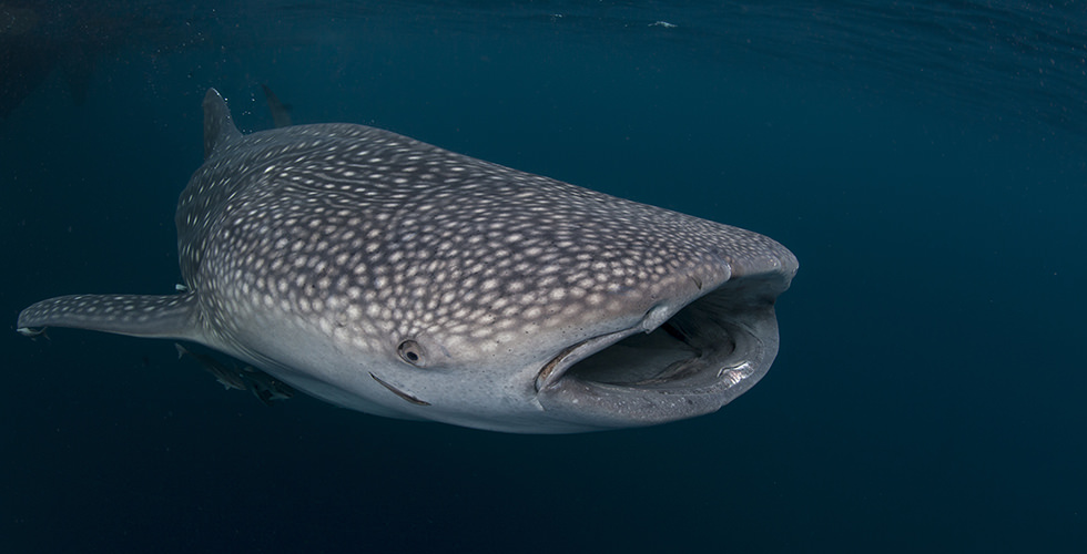 whale shark eating human