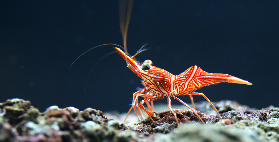 A shrimp in Tahiti